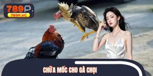 Chữa Mốc Cho Gà Chọi - Cách Chuẩn Giúp Gà Phục Hồi Nhanh