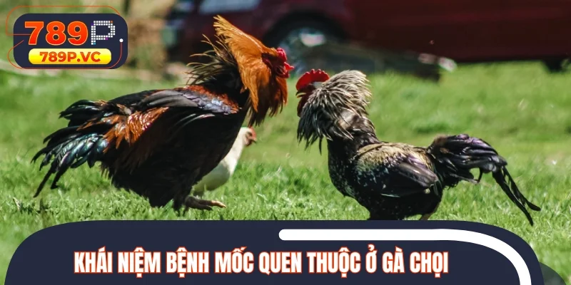 Khái niệm bệnh mốc quen thuộc ở gà chọi