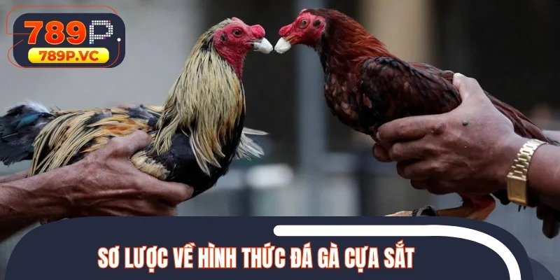 Sơ lược dữ kiện về hình thức đá gà cựa sắt