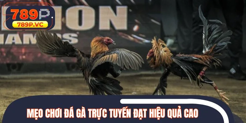 Mẹo chơi đá gà 789P đạt hiệu quả cao