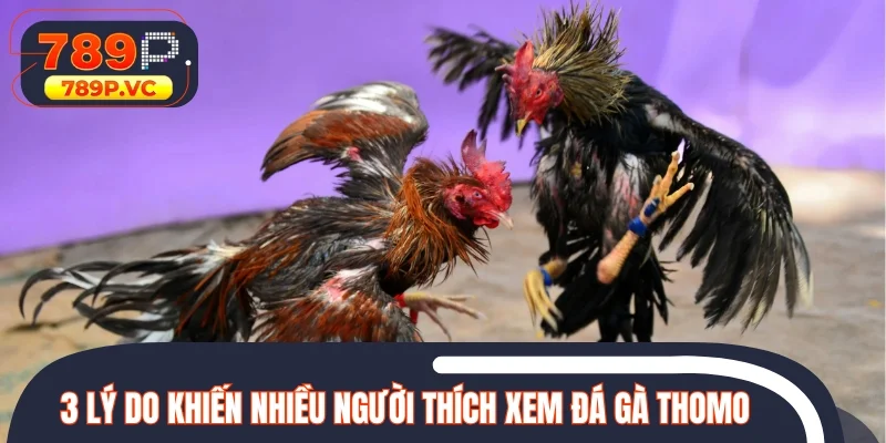 3 lý do khiến nhiều người thích xem các trận đấu tại Thomo
